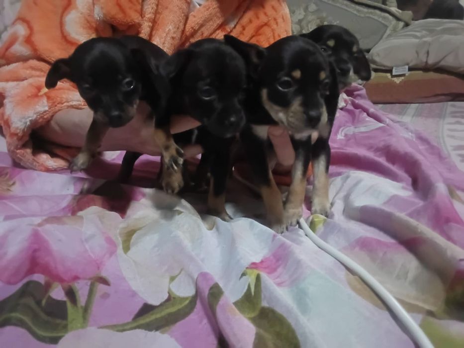 Продам щенят Той-терьера