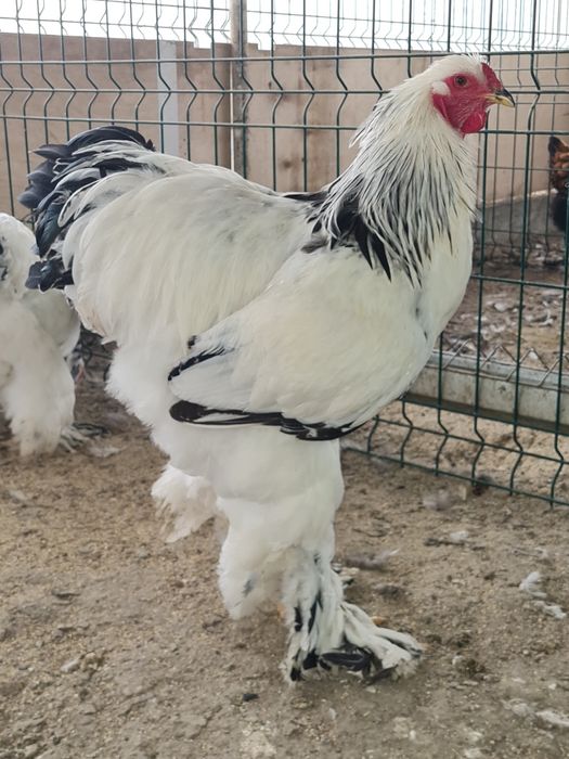 Cocos brahma herminat deschis