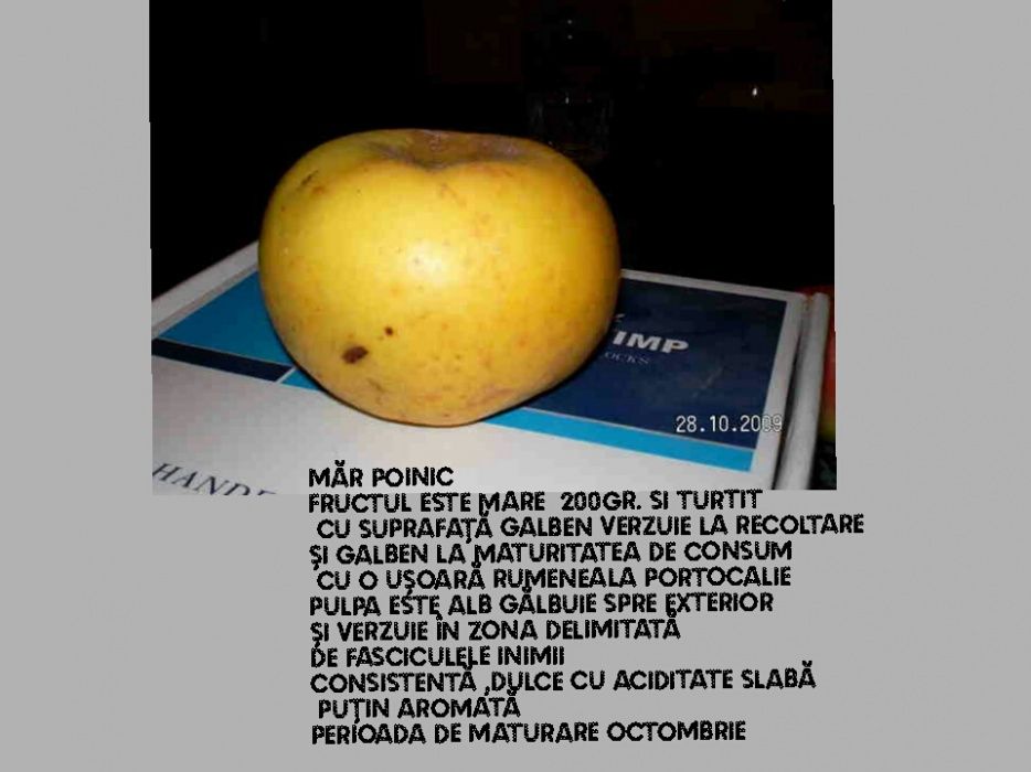 Oferta de toamna 2025  Pomi fructiferi de vanzare