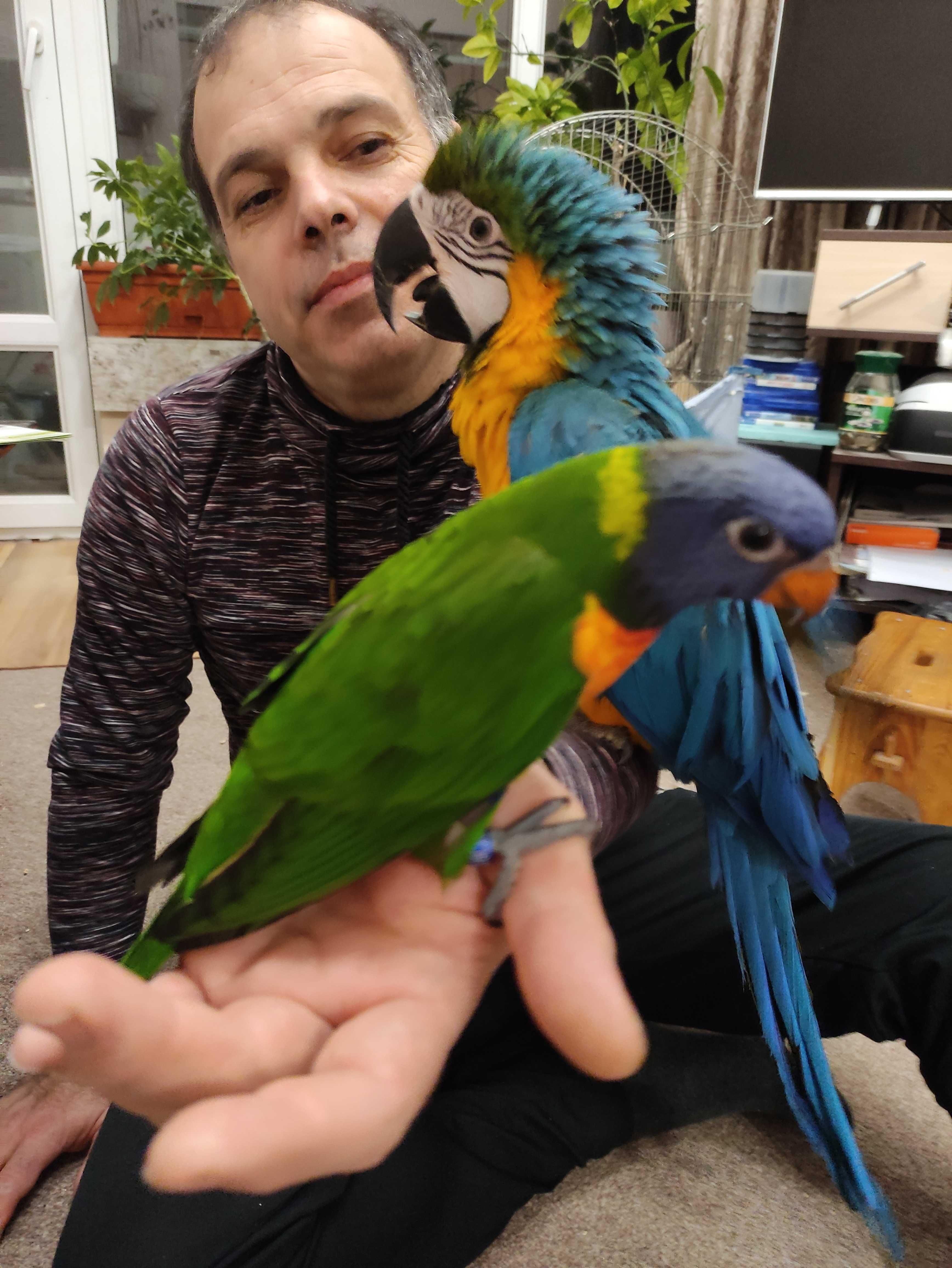 Социални бебета папагали многоцветно лори