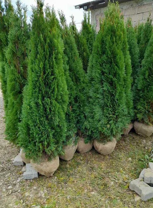 Plante ornamentale care înfrumusețează grădina instant