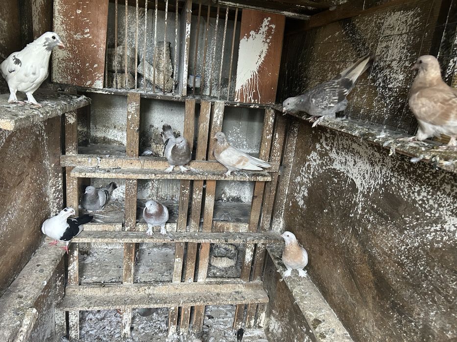 Porumbei takla culori variate