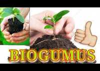 Biogumus va kaliforniya qizil chuvalchangi 100% kafolat