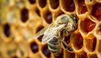 Пчелосемьи и пчелопакеты продам