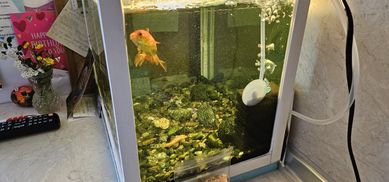 Продавам оборудван аквариум с риби