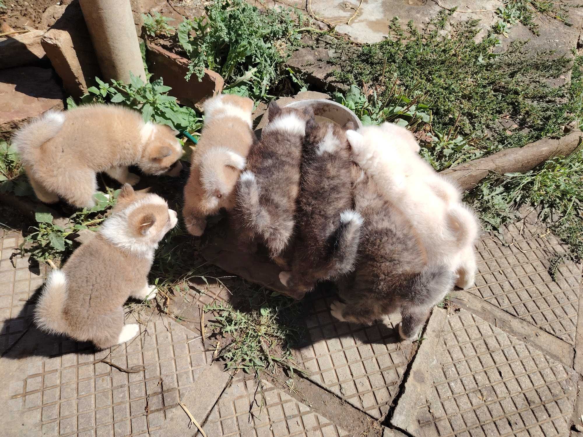 Кученца Японска Акита (Akita Inu)