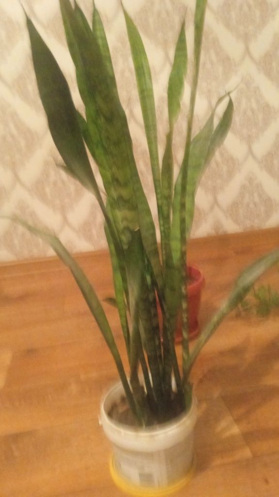 Комнатные растения