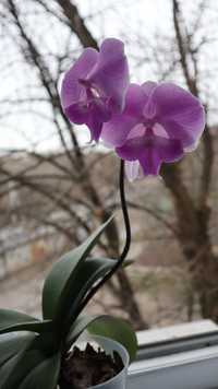 Продам орхидею Биг лип