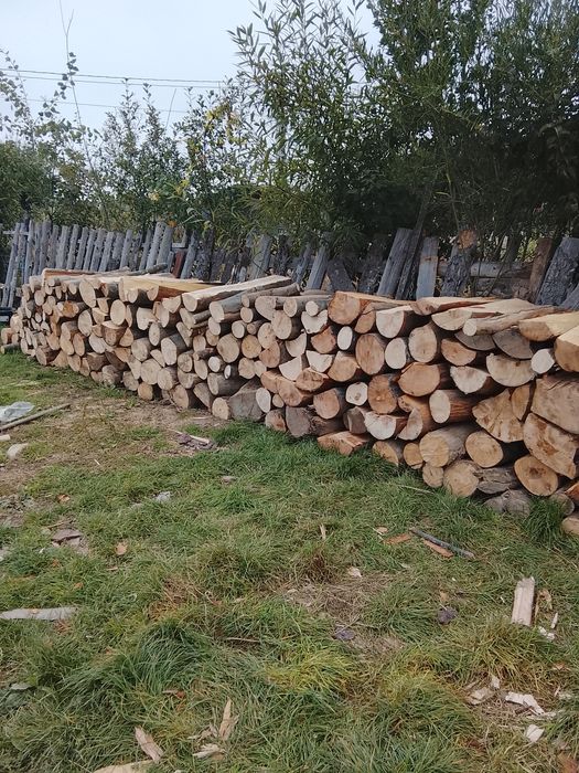 Vând lemne bune de fag transport