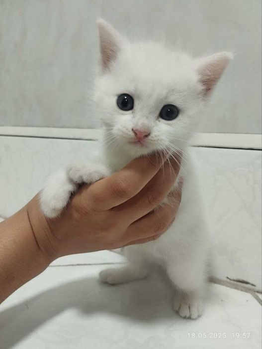 Котята скоттишфолд чистокровные