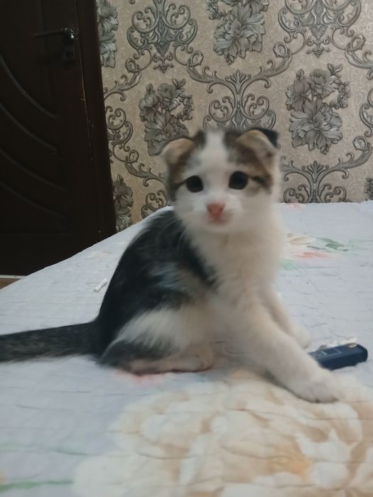 продам котёнок мальчик