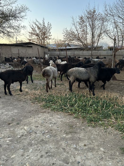 Тоқты қошқарлар сатылады