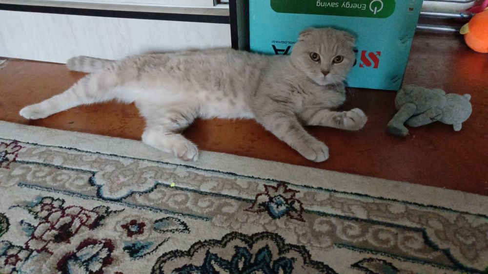 Скотиш фолд 1 год