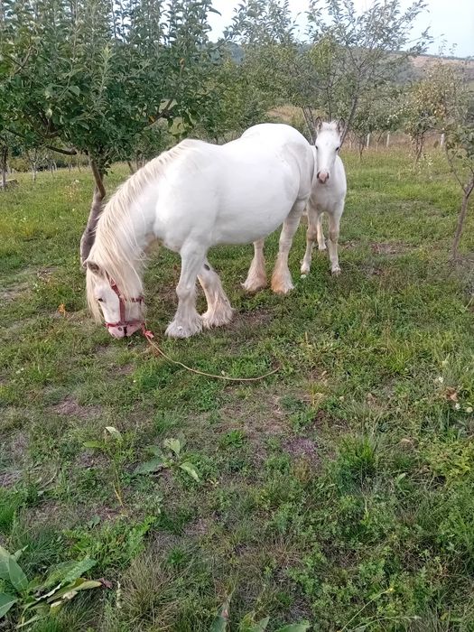 Vând iapa tinker cu manza