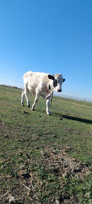 Vând viței de tăiat 20kg