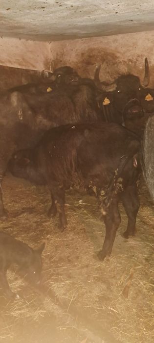 Vand vitea de bivolita