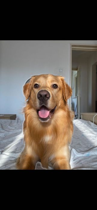 Donez Golden reitriver 4 ani