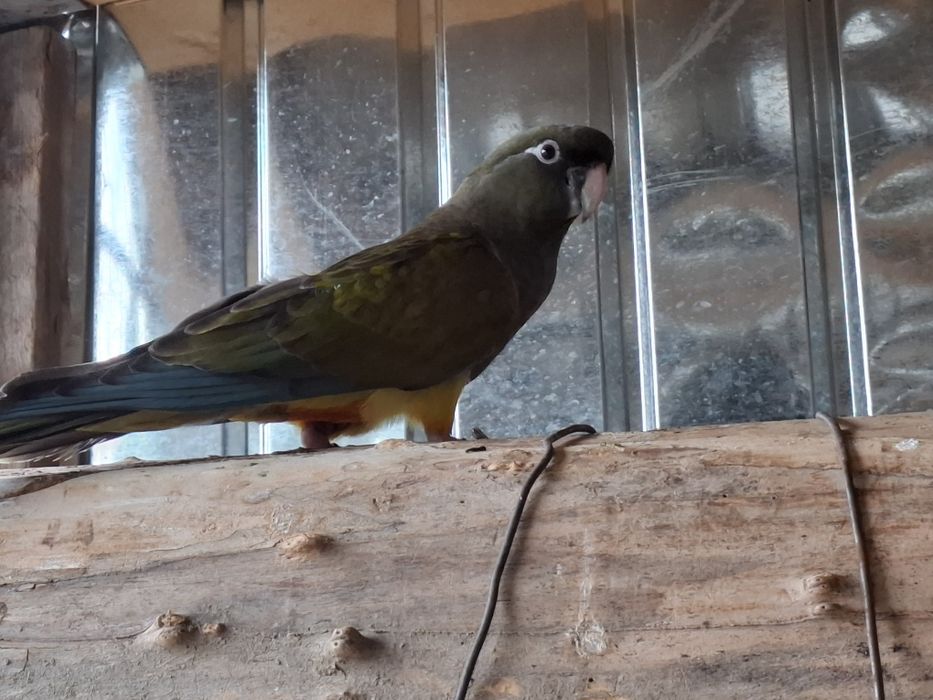 Porumbeii papagalii patagonia de stanca de munte