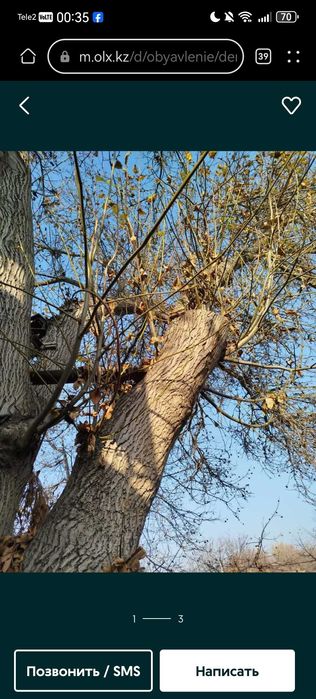 Дерево грецкого ореха