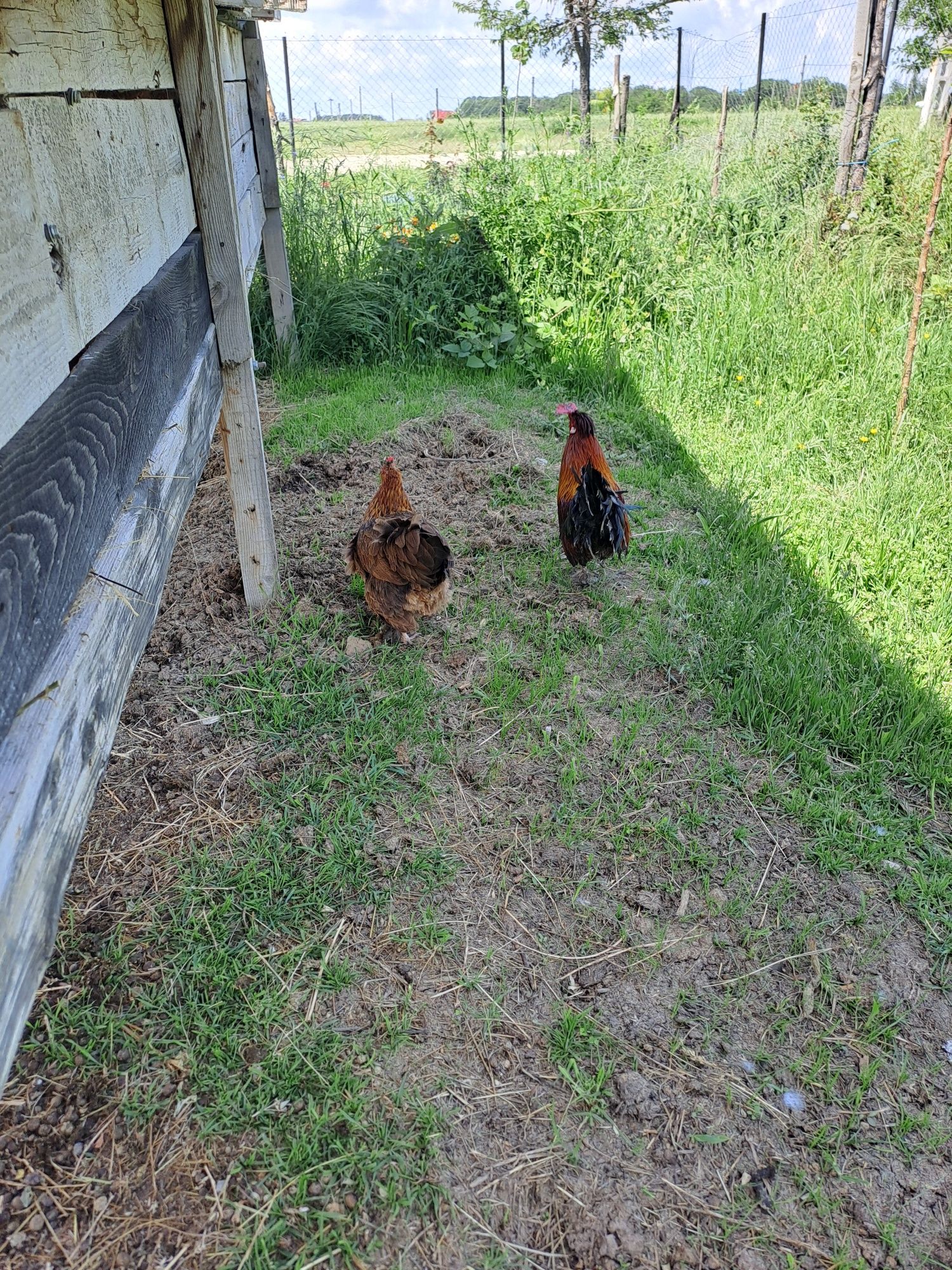 Gaini pitice pereche/gaini araucana pereche