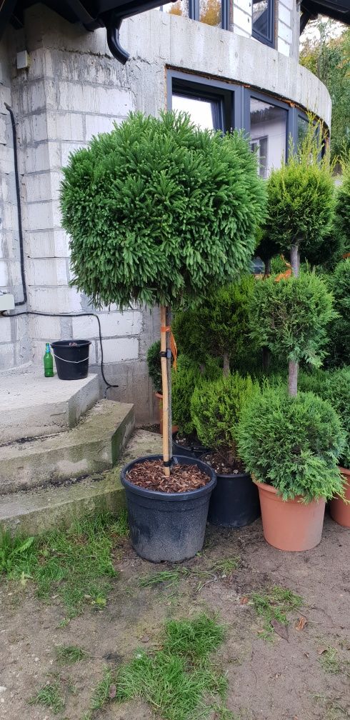 Vindem diferite specii de plante ornamentale Plantele sunt de calitate