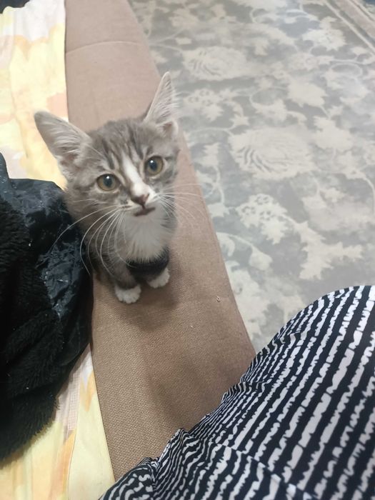 Котик мальчик, 2,5 месяца.