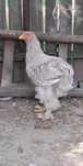 Cocoși brahman și cochinchina de vânzare