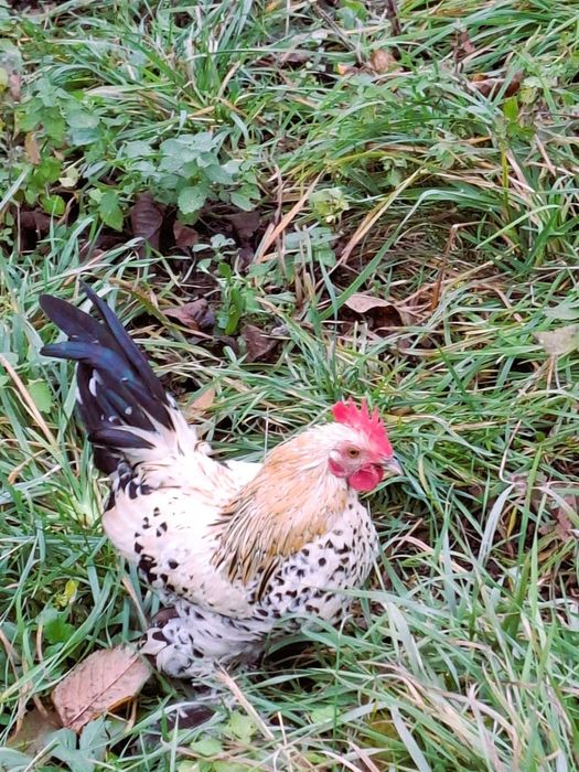 De vânzare cocoșei rasa Sebright și Mii de Fiori/Găini de Porțelan.