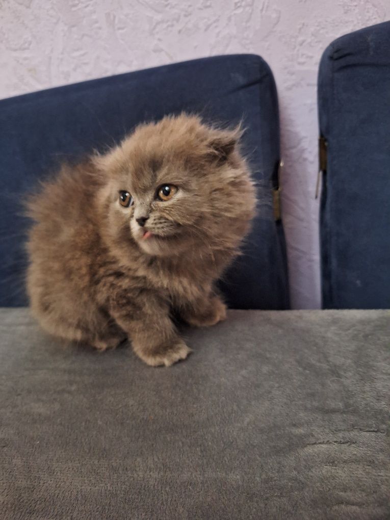 Шотландский котенок