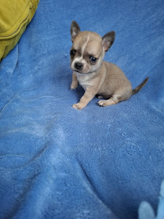 Chihuahua mini baiat cu acte