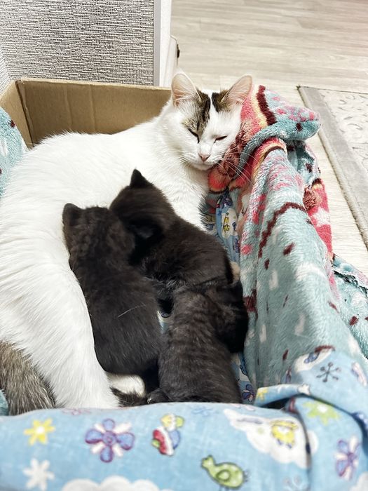 Отдам кошку с котятами