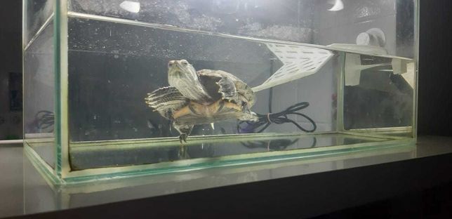 Черепаха морская с аквариумом