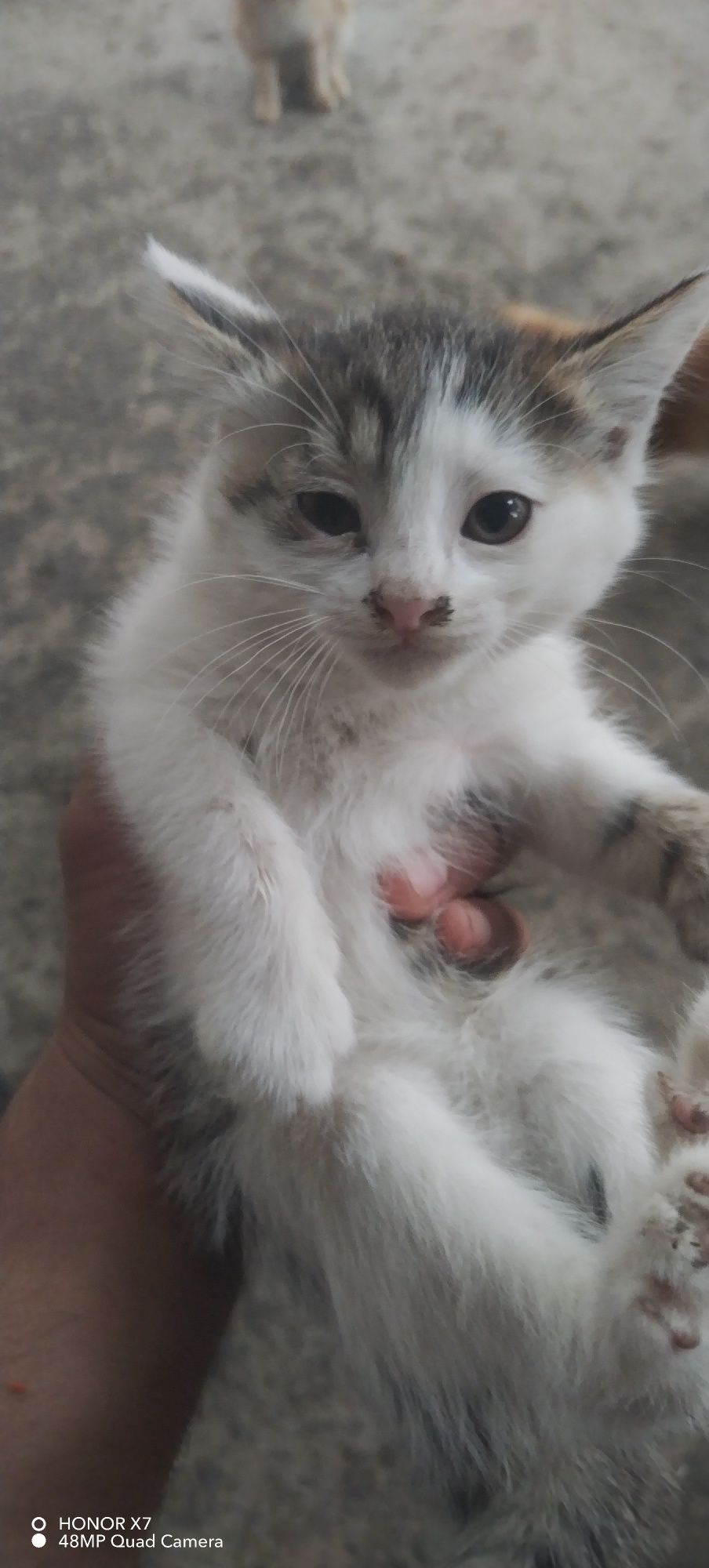 Mushuk bollari sotiladi