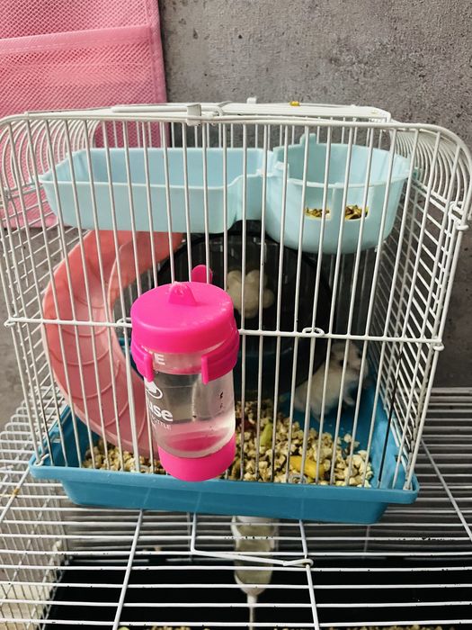 Хомячок беленький с клеткой и имуществом