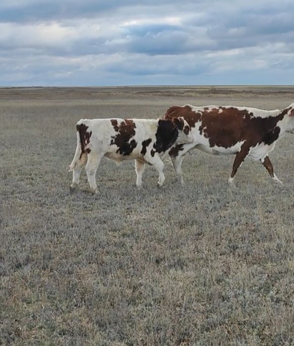 Еркек бұзау сатылады