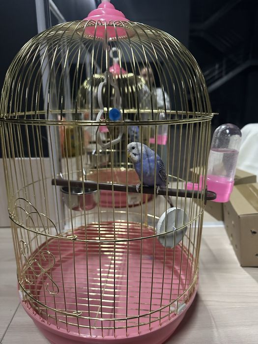 Продаётся Живой папугай новый