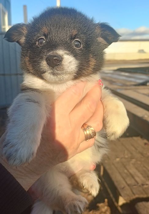 Щеночки красивые ищут мам-пап