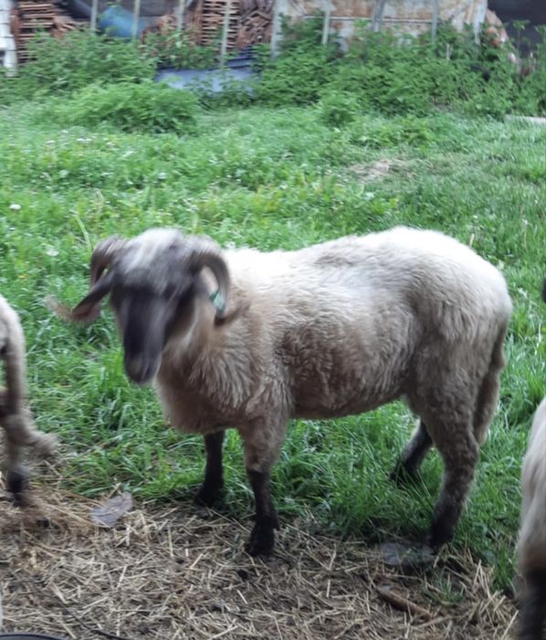 Vand sau schimb Berbec de 1 an si 3 luni