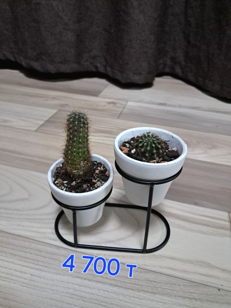 Продам кактусы и рео