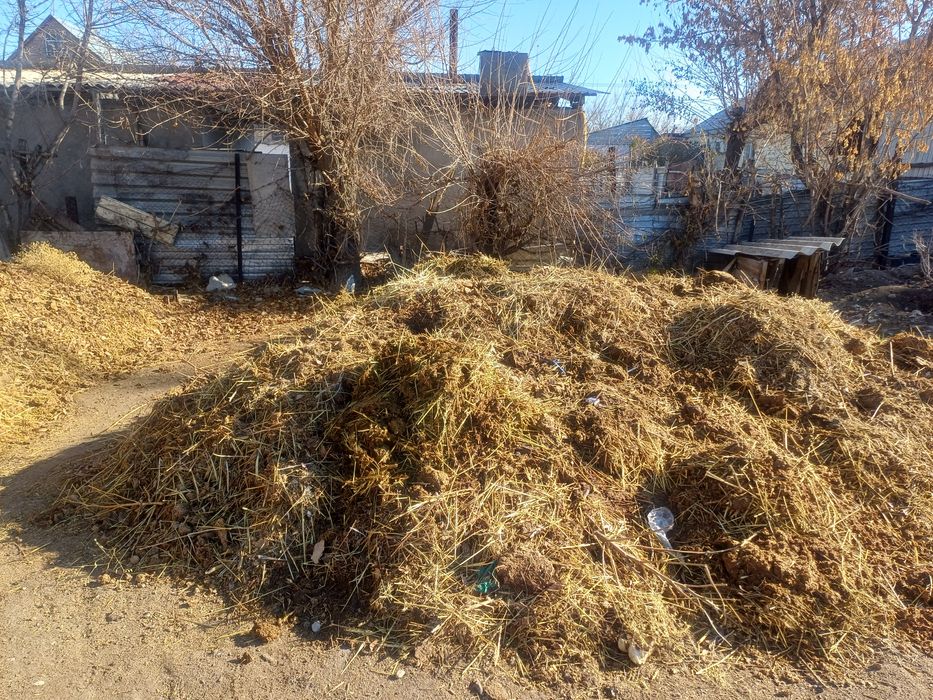 Навоз бесплатно самовывоз