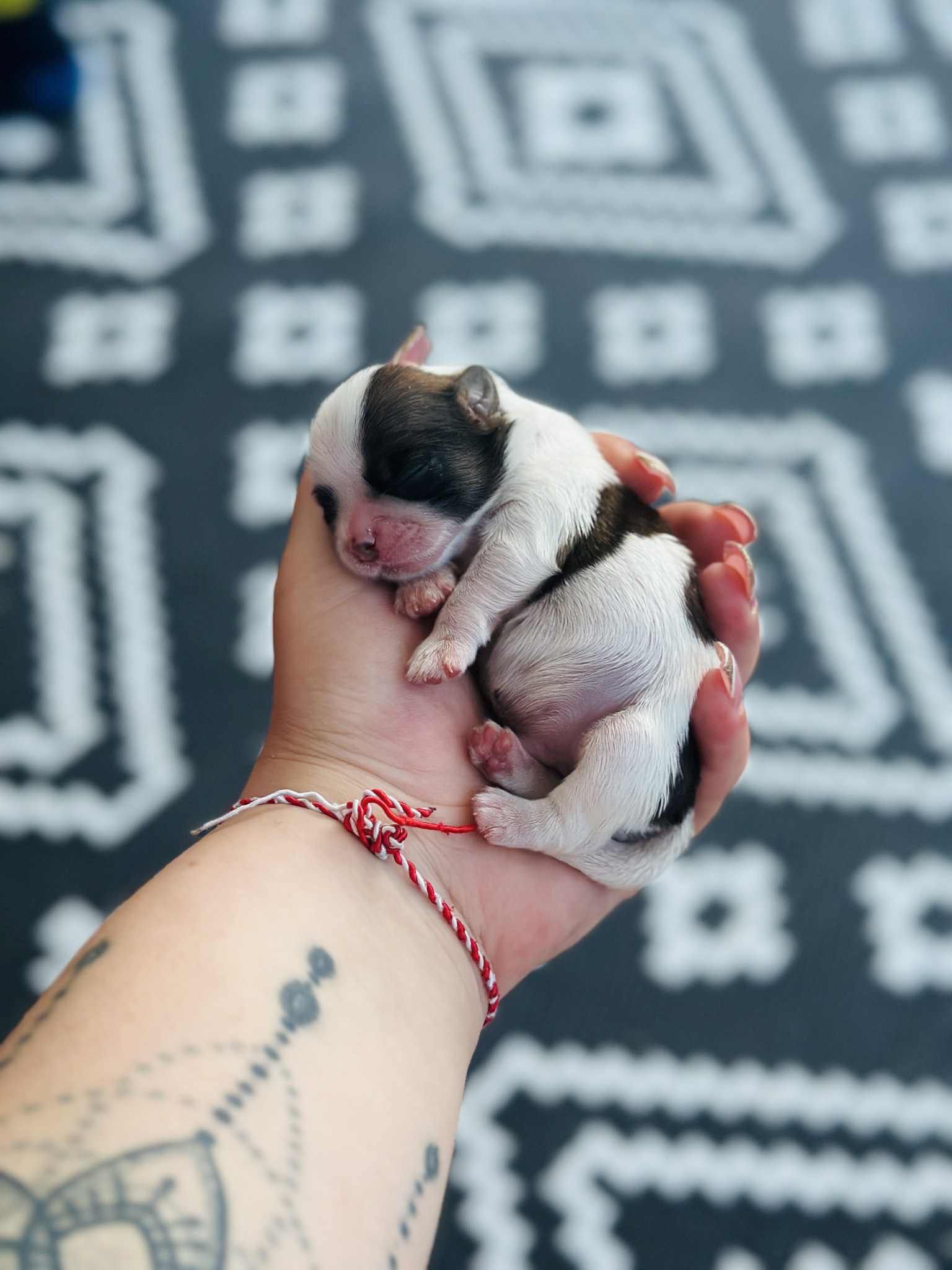 Pui de  Shih Tzu