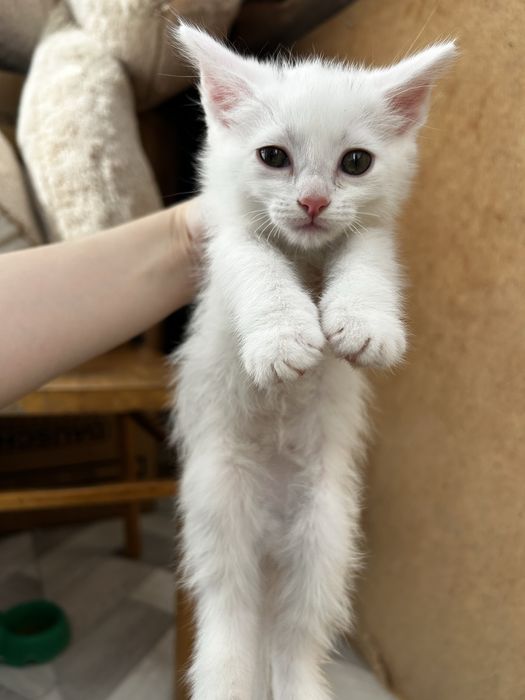 Отдам котенка в добрые руки
