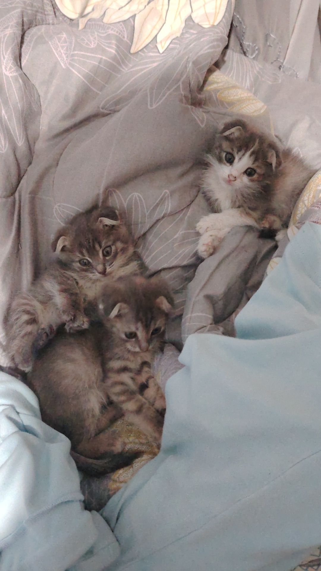 mushukchalar 2 oyli Scottish Fold