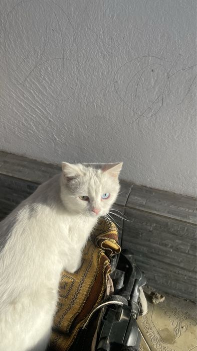 отдам кошек в хорошие руки!