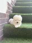 Maltipoo/poodle/Maltez