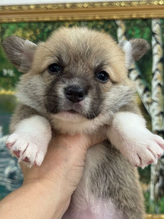 Мальчики и девочки вельш корги