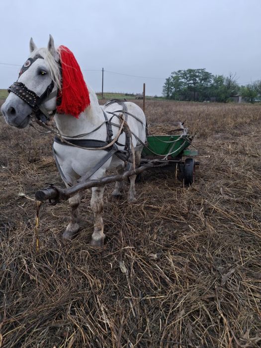 De vânzare armăsar 8 ani