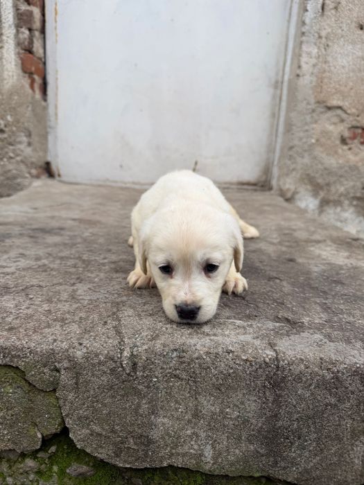 Продавам кучета Лабрадорчета мъжките 300лв,женските 200лв.