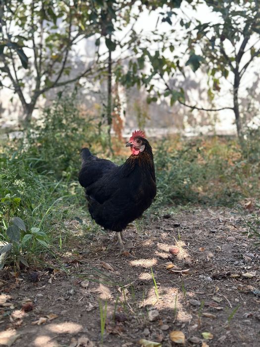 2 ta tovuq 100.000 so’m