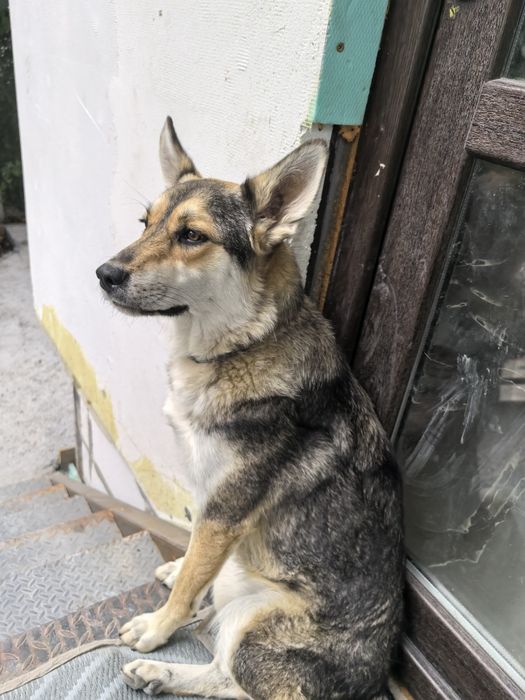 Подарявам куче с хигиенни навици.